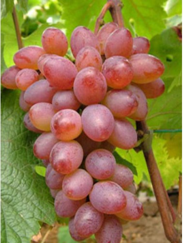 виноград юпитер розовый описание сорта
